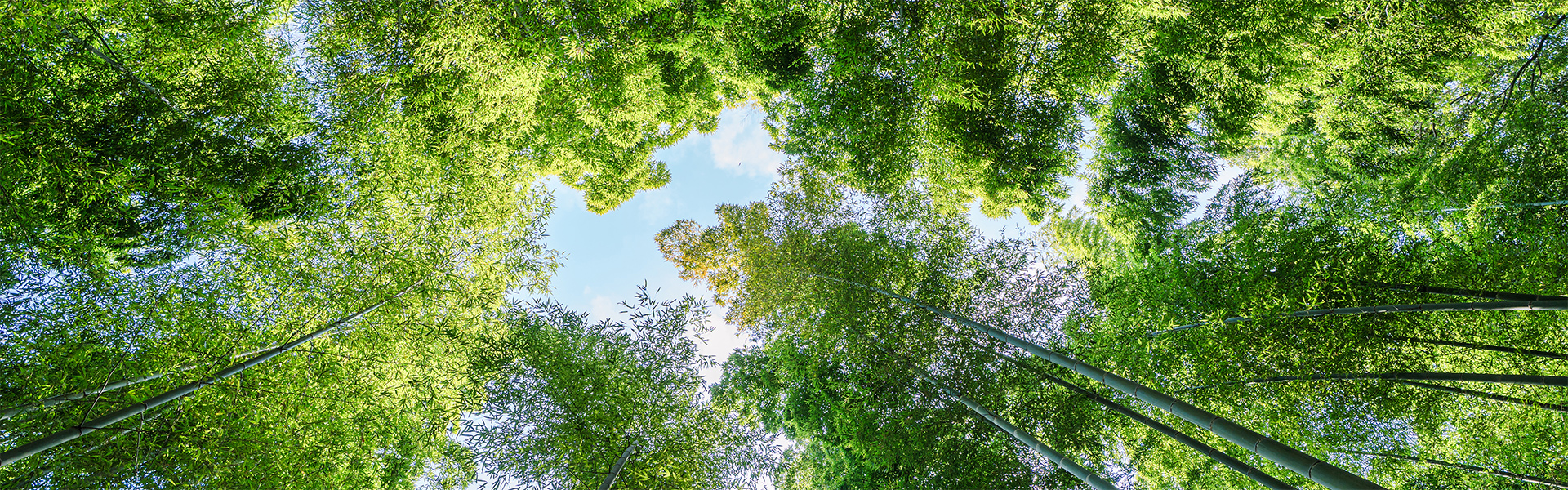 Himmel durch Bäume gesehen